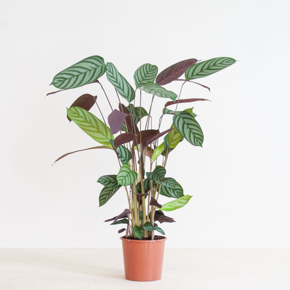 Ctenanthe Compact Star - P17