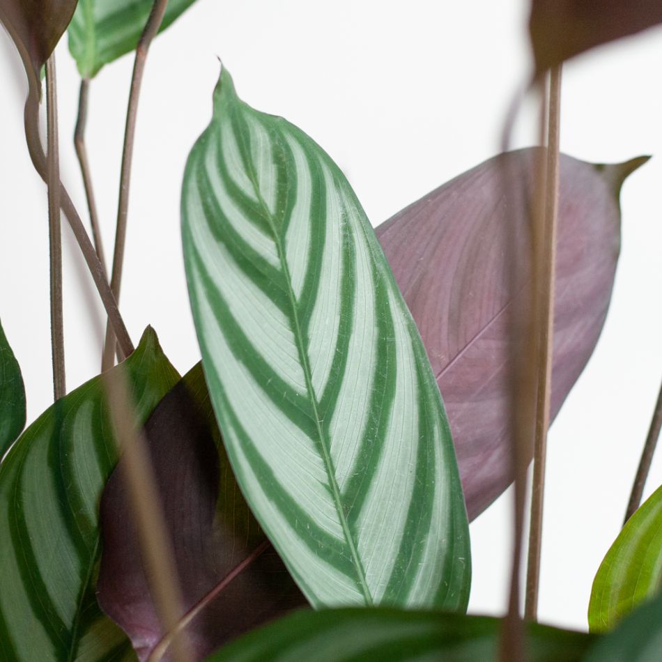 Ctenanthe Compact Star - P17