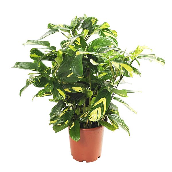 Ctenanthe Lubbersiana