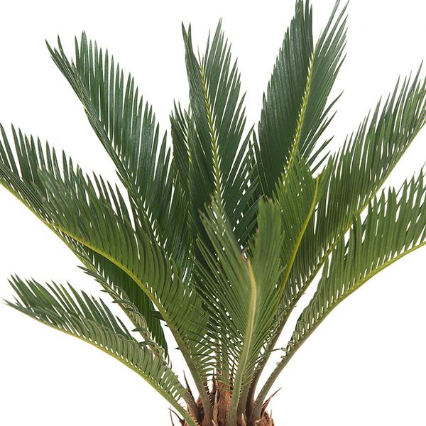 Vredespalm
