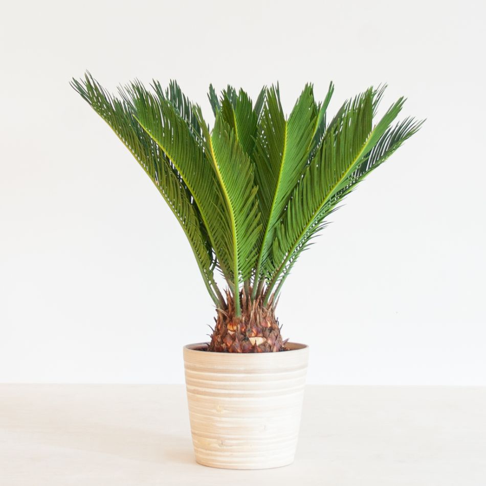 Cycas Revoluta - Vredespalm - p17
