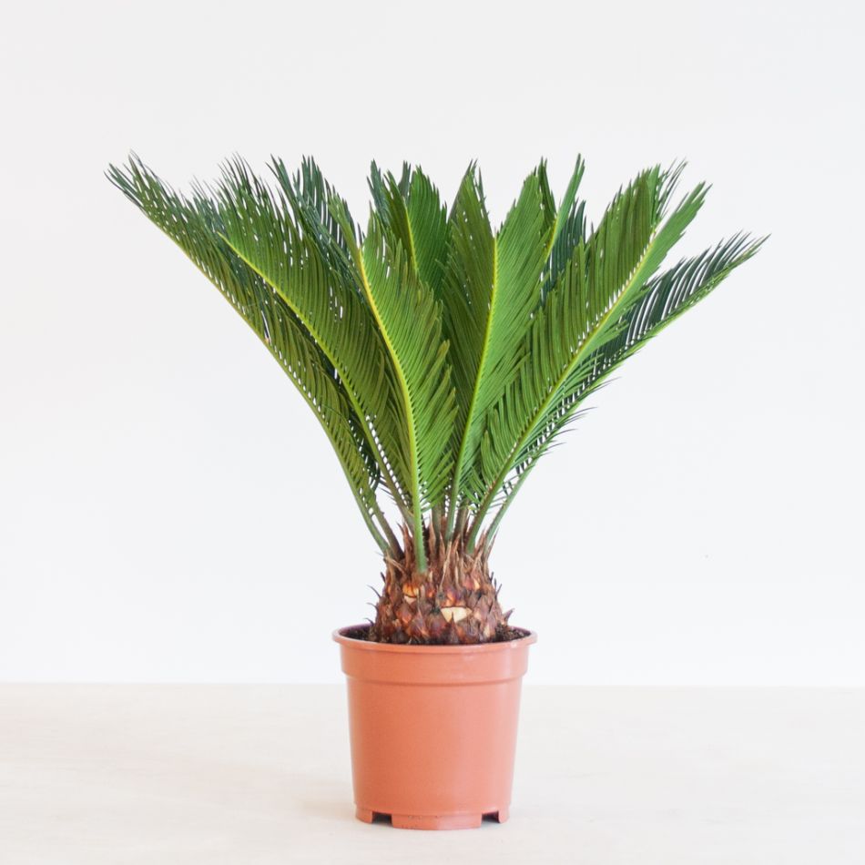Cycas Revoluta - Vredespalm - p17