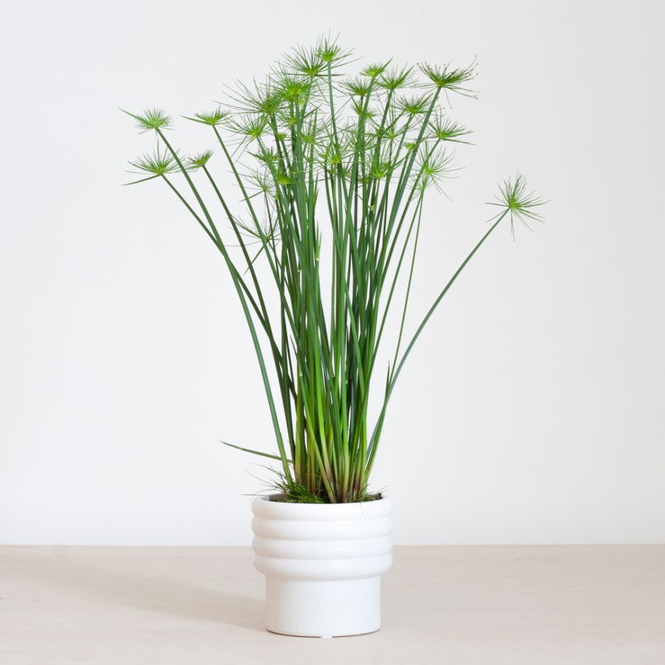 Cyperus Haspan