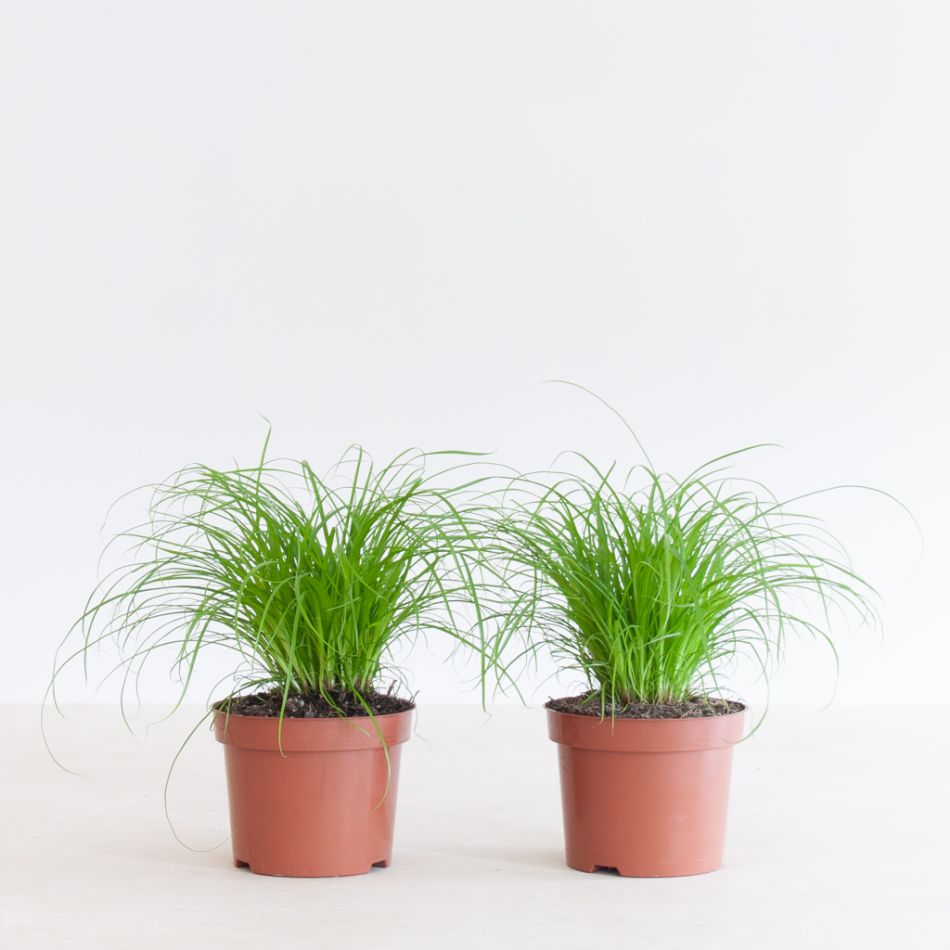 Cyperus Zumula Duo - Kattengras - P12
