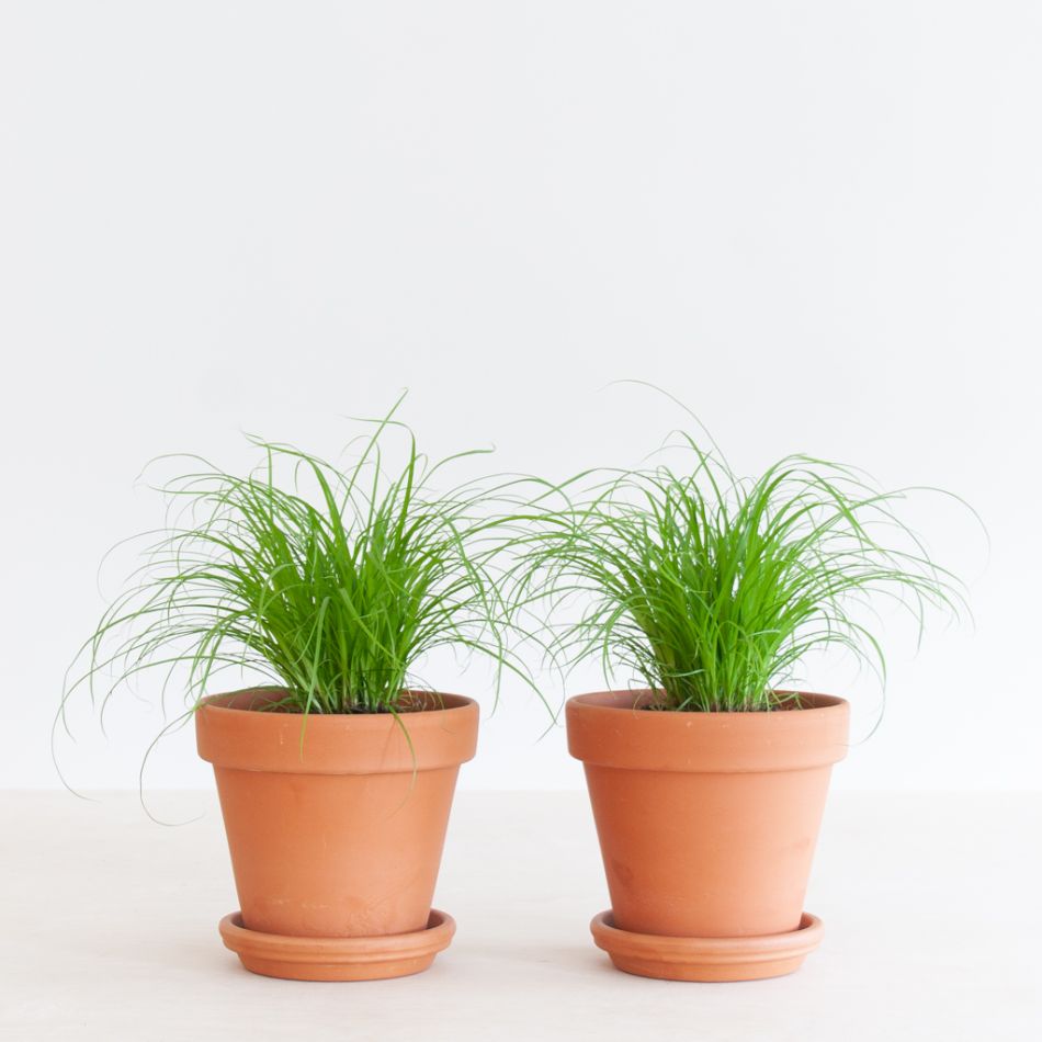 Cyperus Zumula Duo - Kattengras - P12