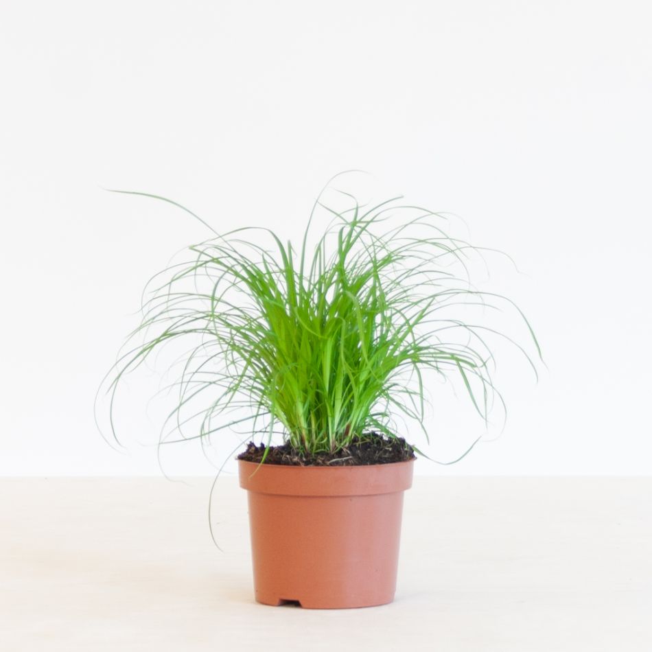 Cyperus Zumula - Kattengras - P12