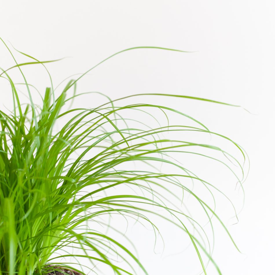 Cyperus Zumula - Kattengras - P12