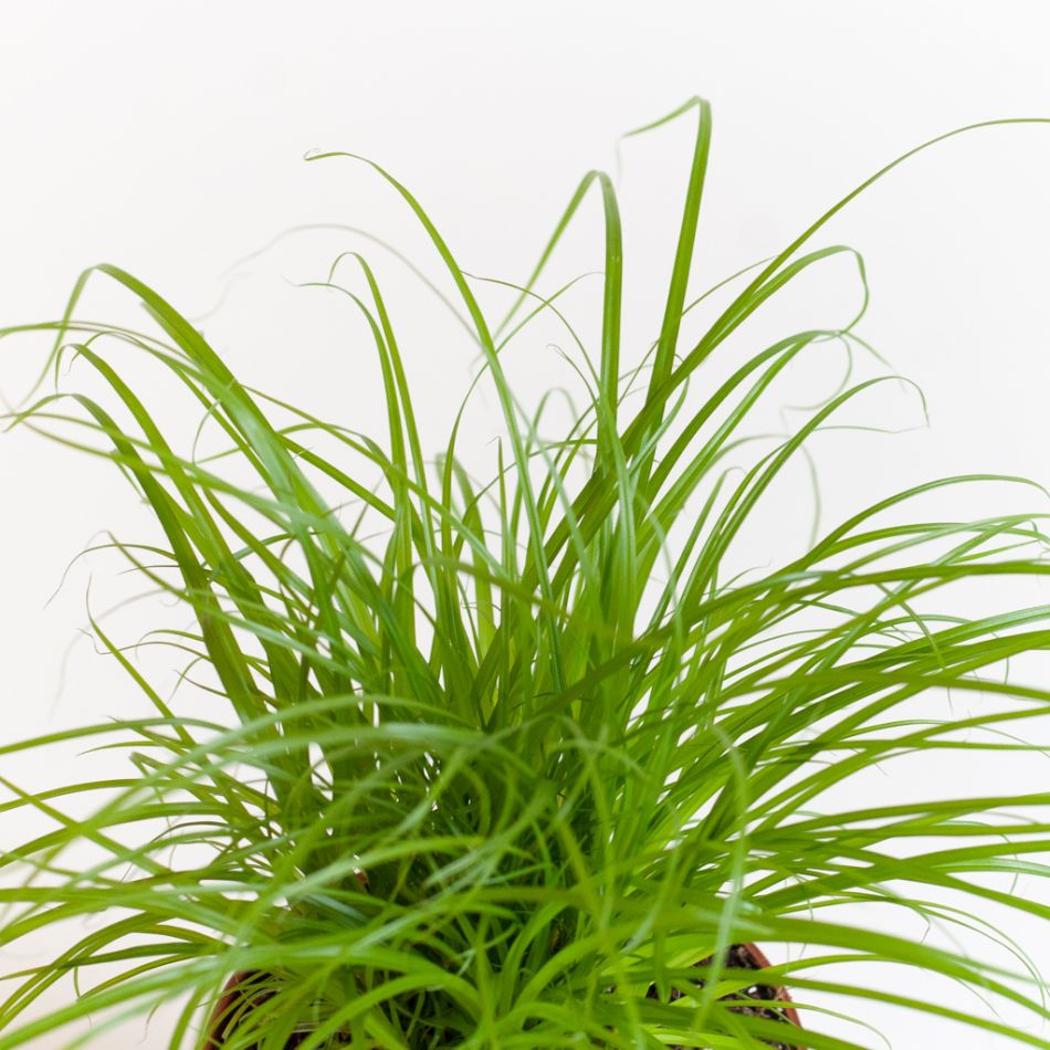 Cyperus Zumula Duo - Kattengras - P12