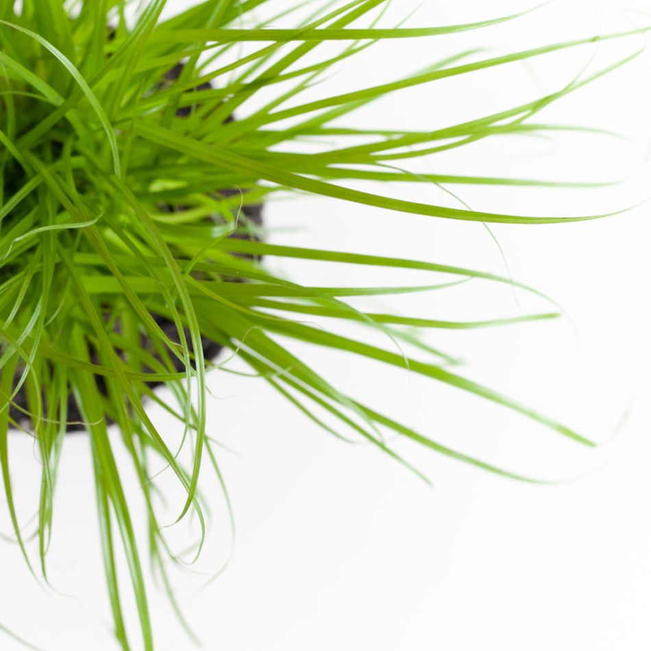Cyperus Zumula Duo - Kattengras - P12