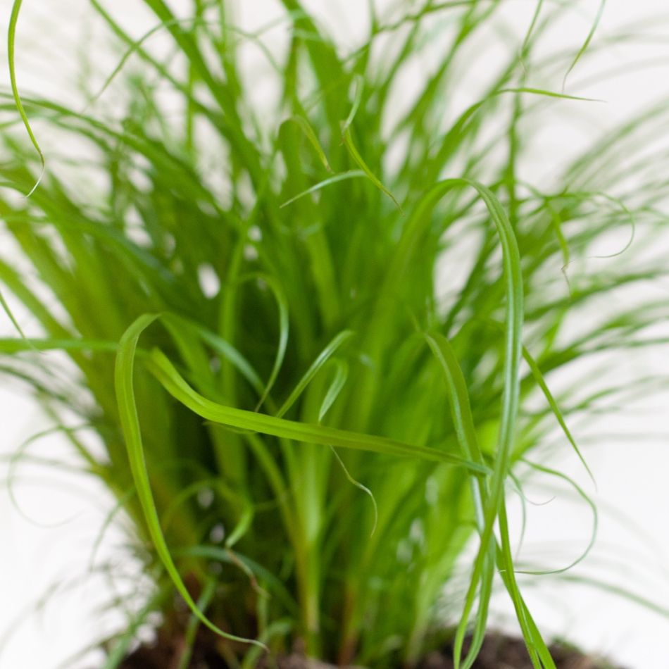 Cyperus-Zumula-p12-7 1