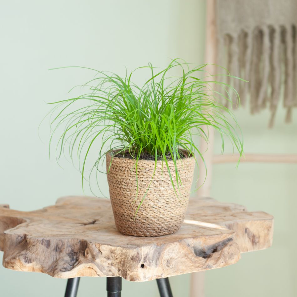 Cyperus-Zumula-p12-Lifestyle