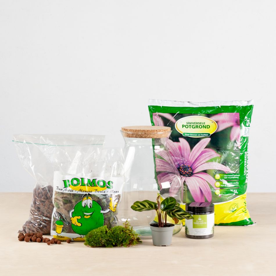 Plantenterrarium Calathea (DIY)