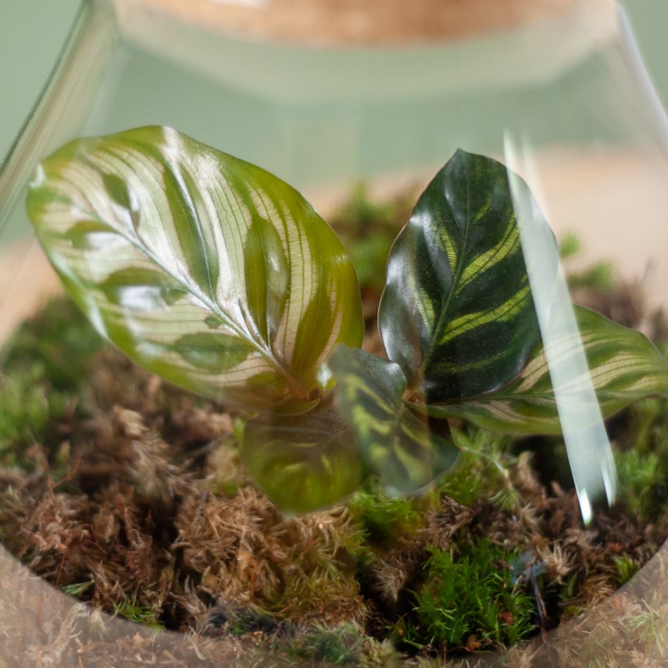 Plantenterrarium calathea diy