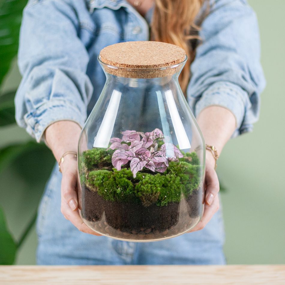 Plantenterrarium Hypoestes