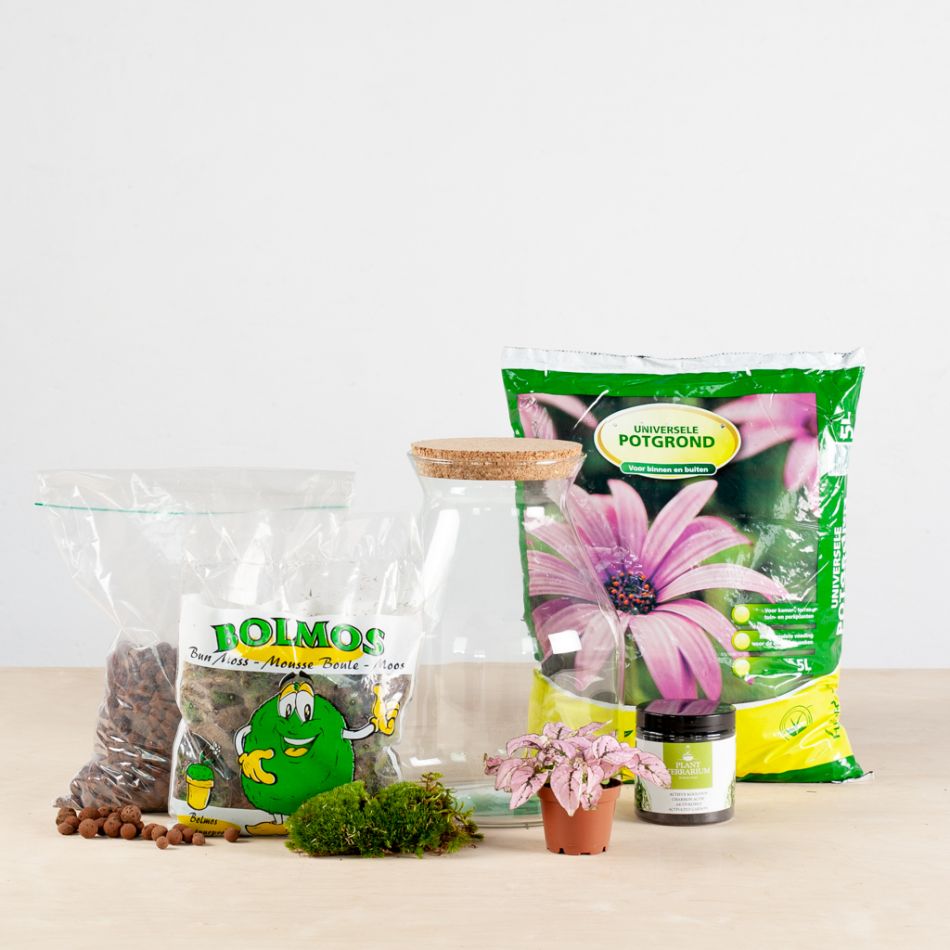 Diy terrarium Kit