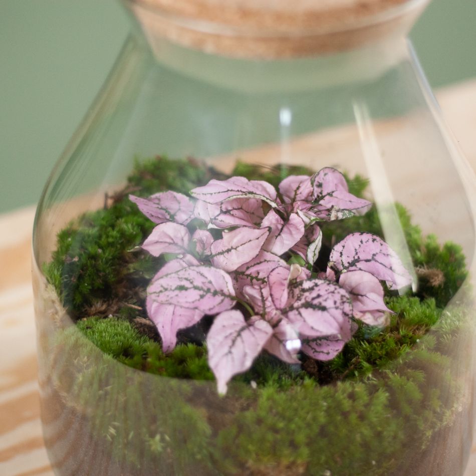 Diy Terrarium