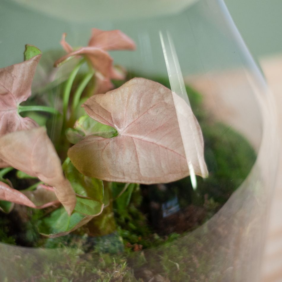 syngonium ecosysteem