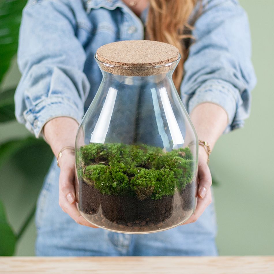 Plantenterrarium