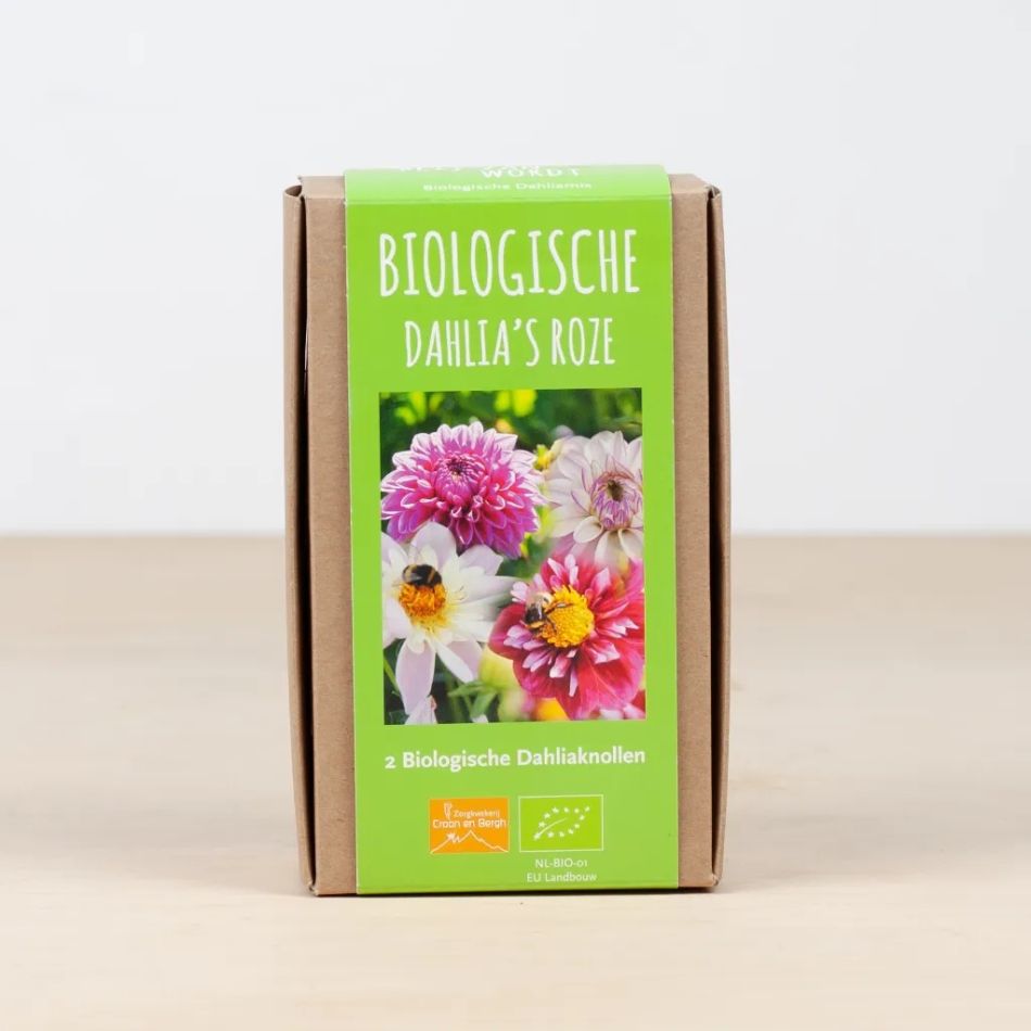 Dahlia-biologische-knollen-postpakket-huiberts-plantje-1024-3 1