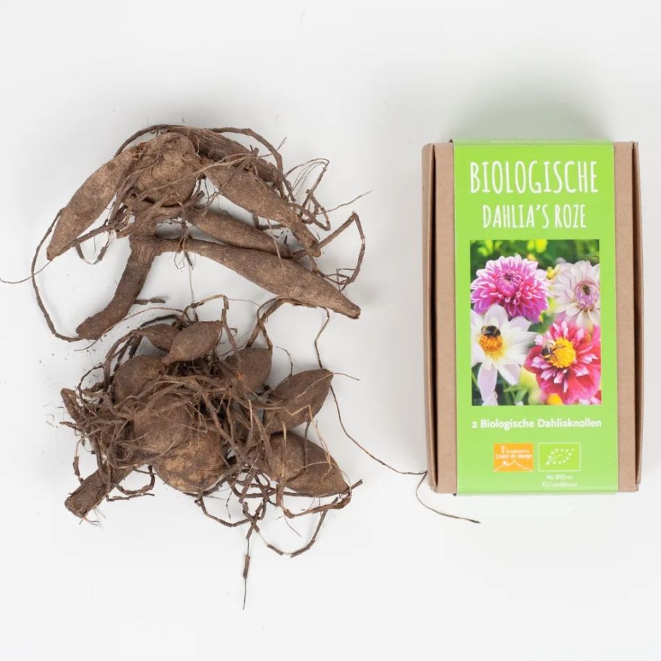 Dahlia-biologische-knollen-postpakket-huiberts-plantje-1024-6 1