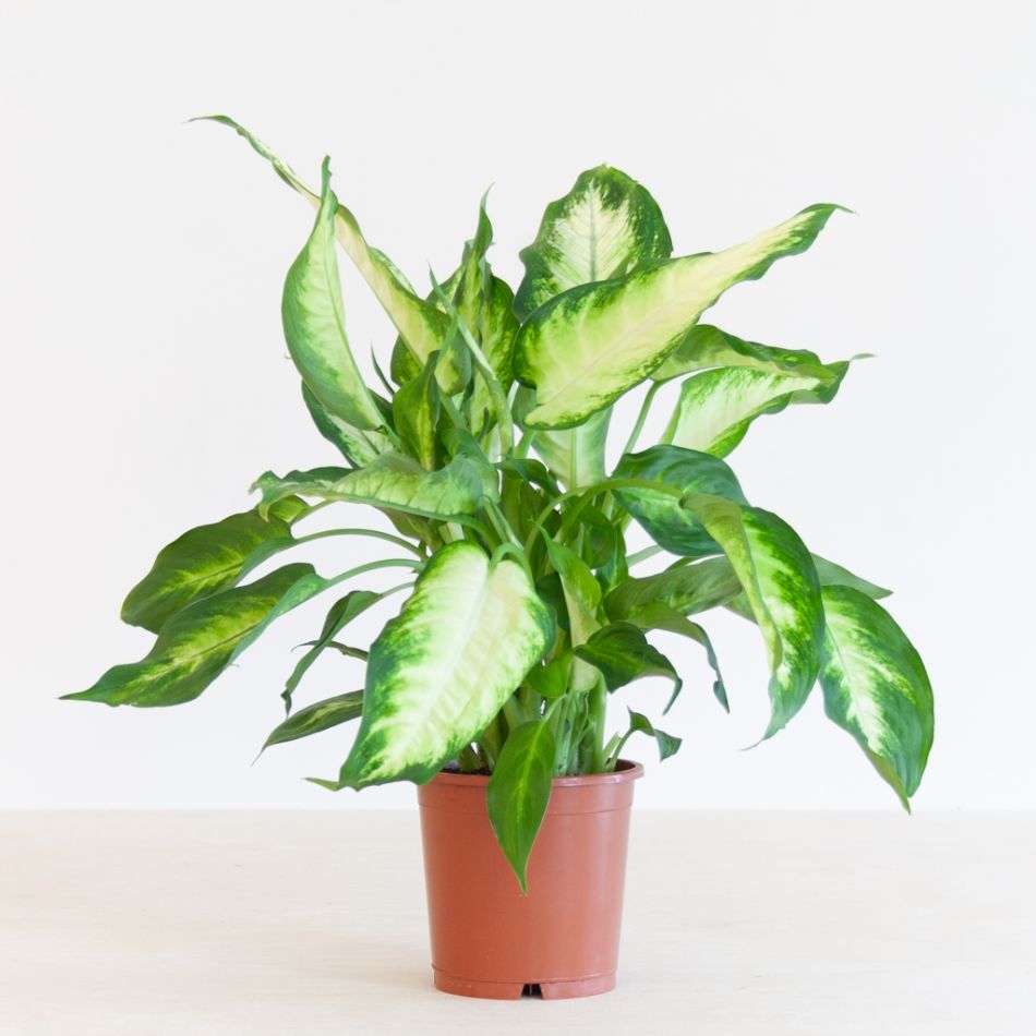 Dieffenbachia Camilla - P12