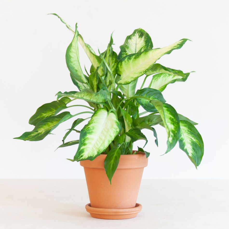 Dieffenbachia Camilla - P12