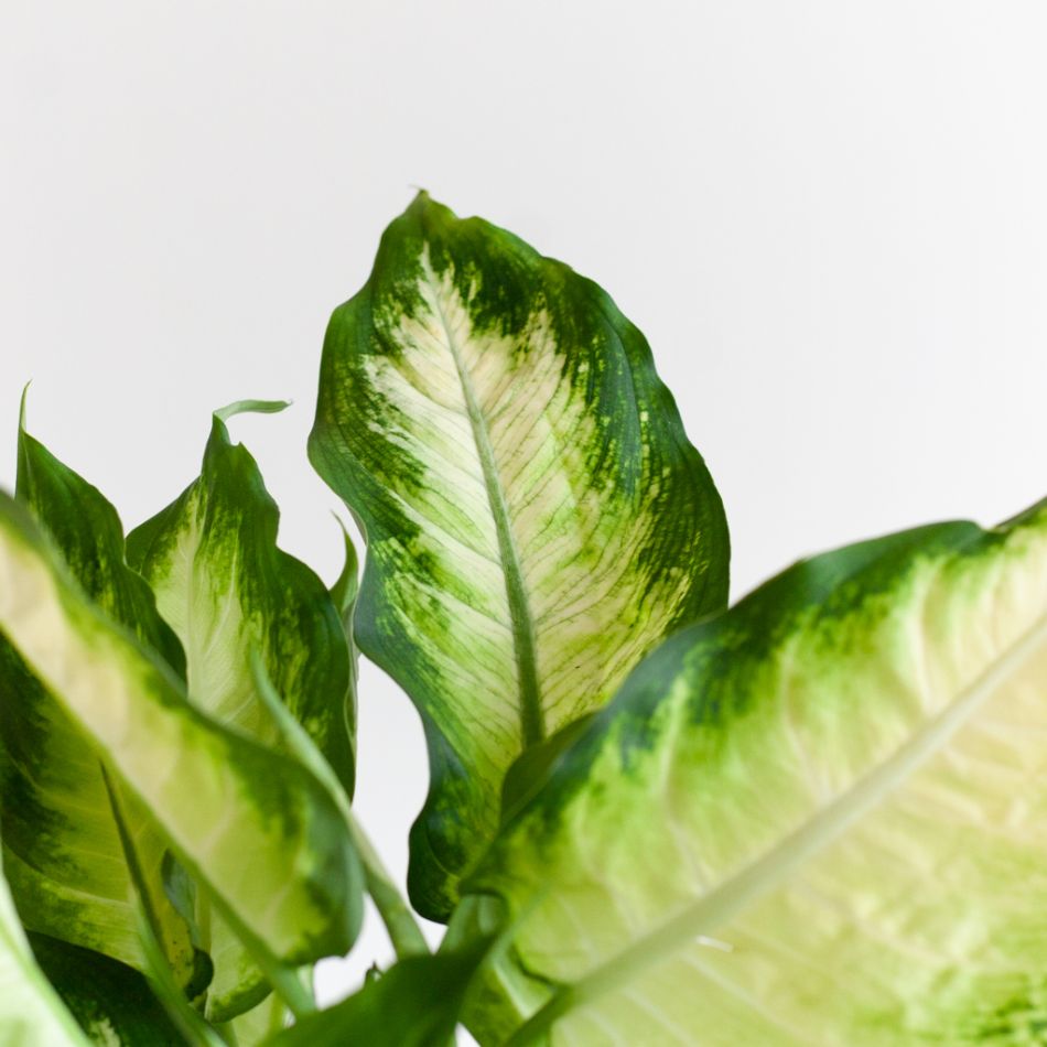 Dieffenbachia Duo - P12