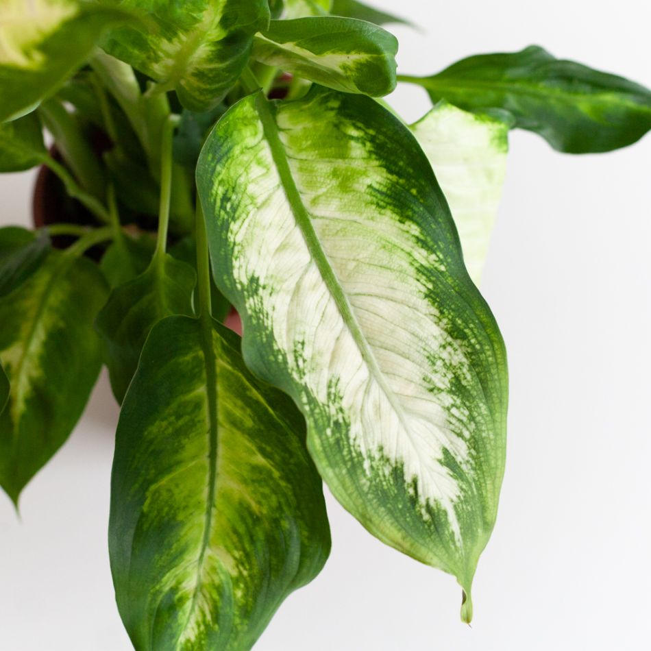 Dieffenbachia Camilla - P12