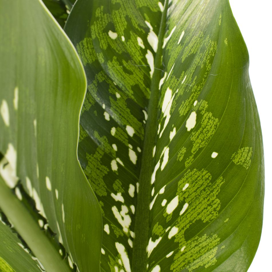 Dieffenbachia Crocodile