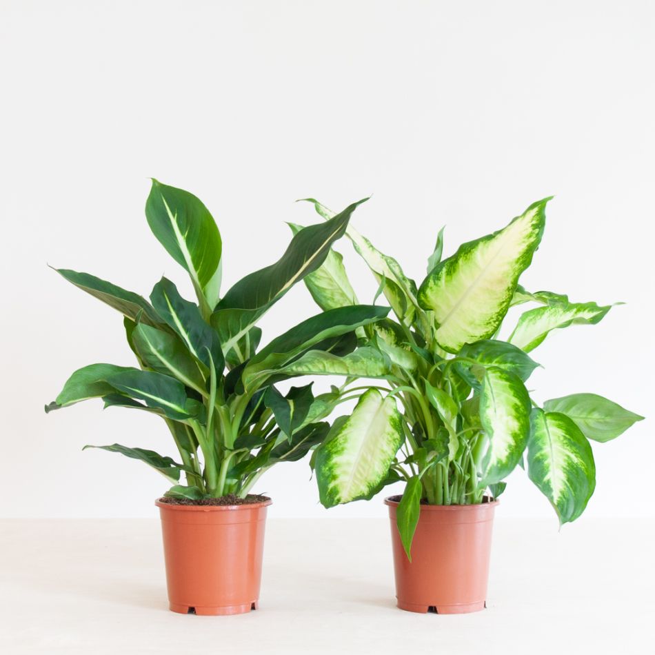 Dieffenbachia Duo - P12