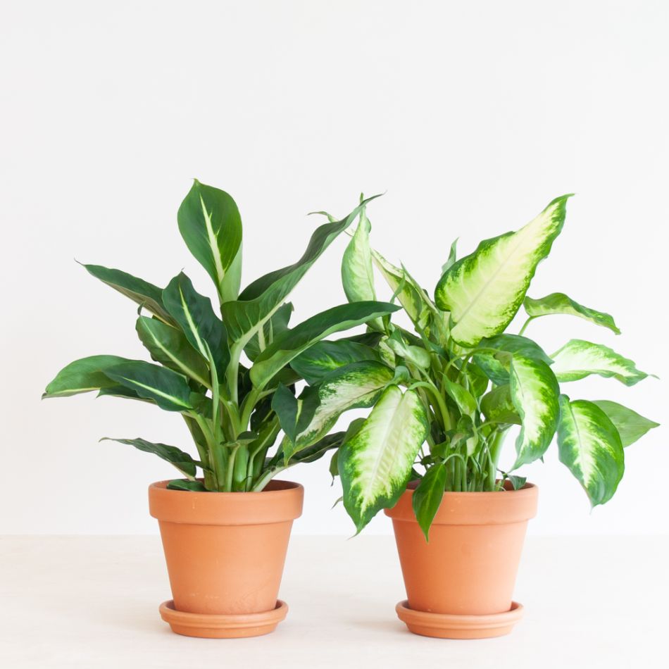 Dieffenbachia Duo - P12