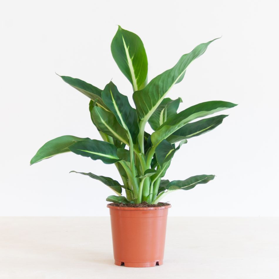 Dieffenbachia Green Magic - P12
