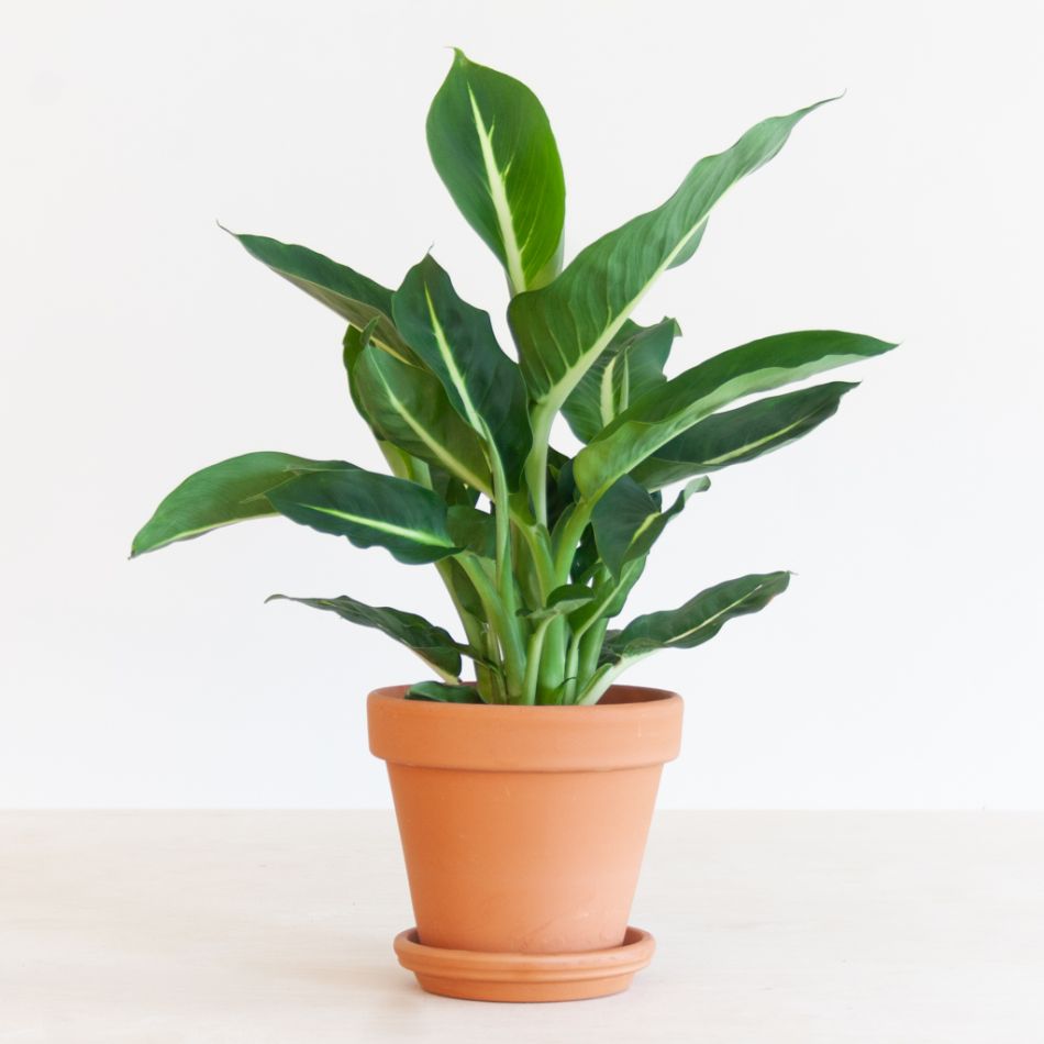 Dieffenbachia Green Magic - P12