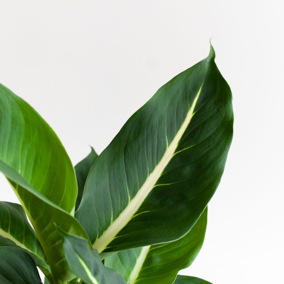 Dieffenbachia Duo - P12