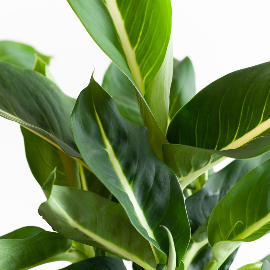 Dieffenbachia Green Magic - P12