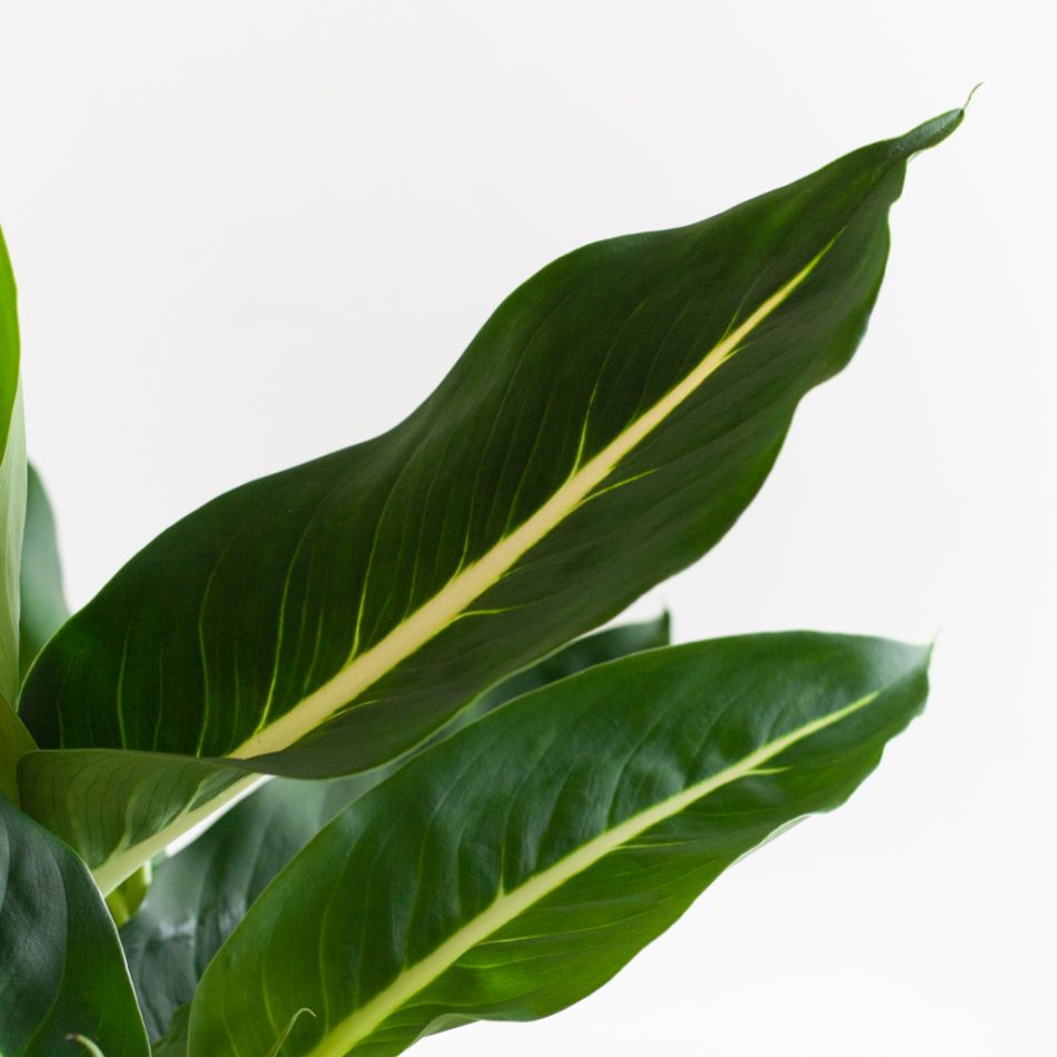 Dieffenbachia Green Magic - P12