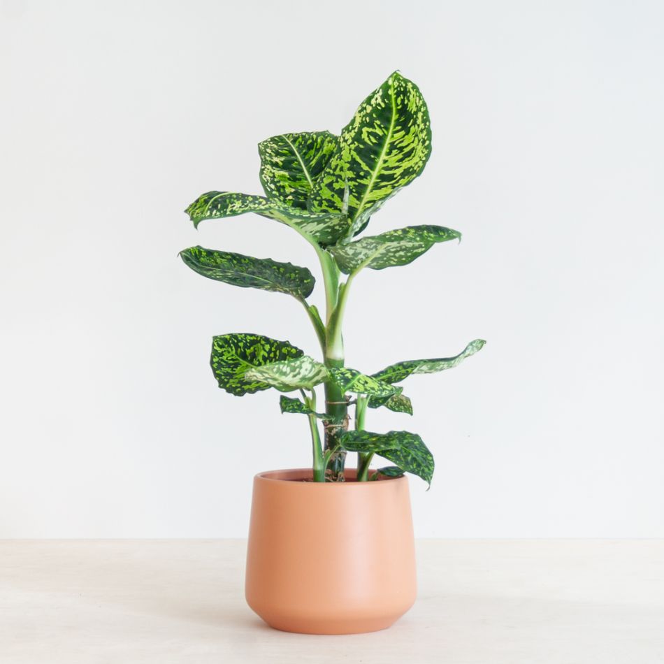 Dieffenbachia Reflector (Camouflage plant) - P 17 cm