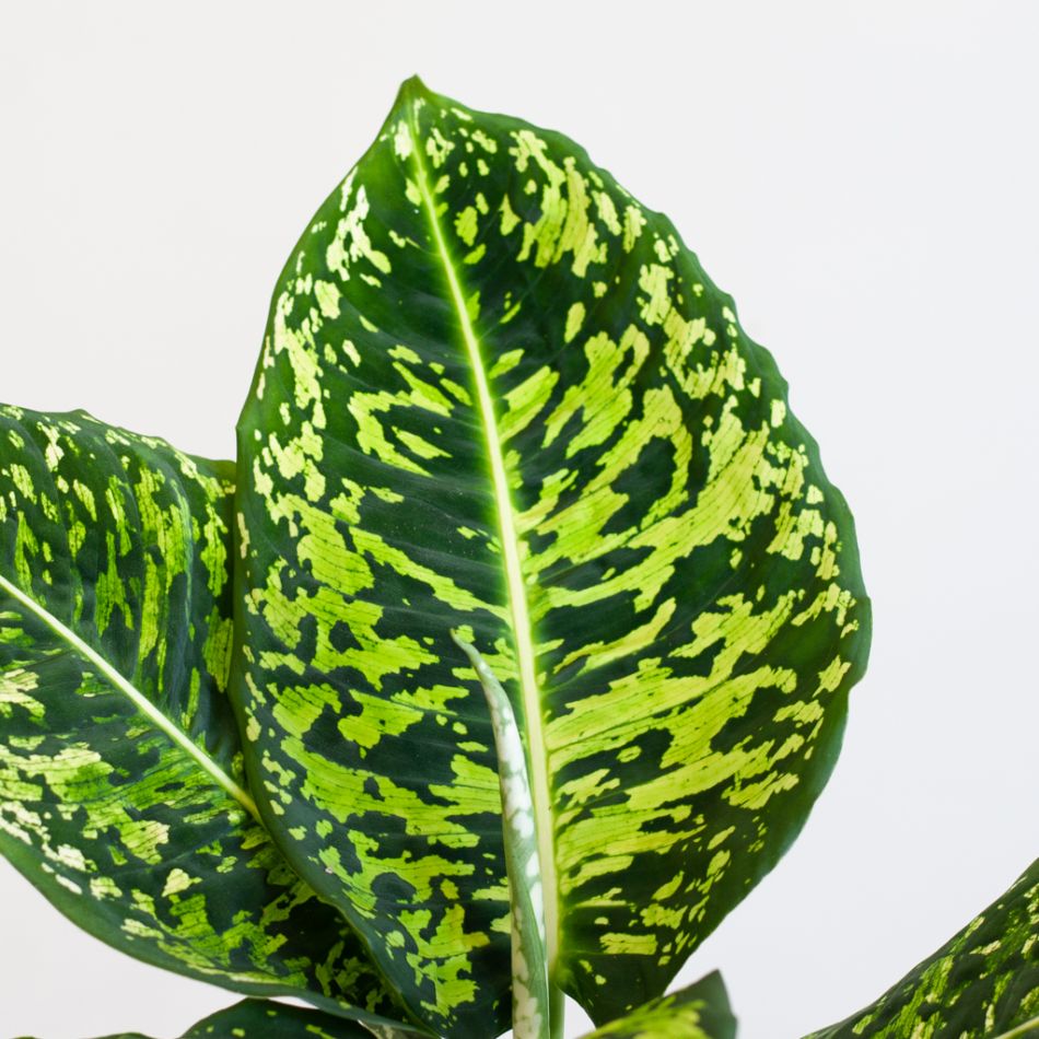 Dieffenbachia Reflector (Camouflage plant) - P 17 cm