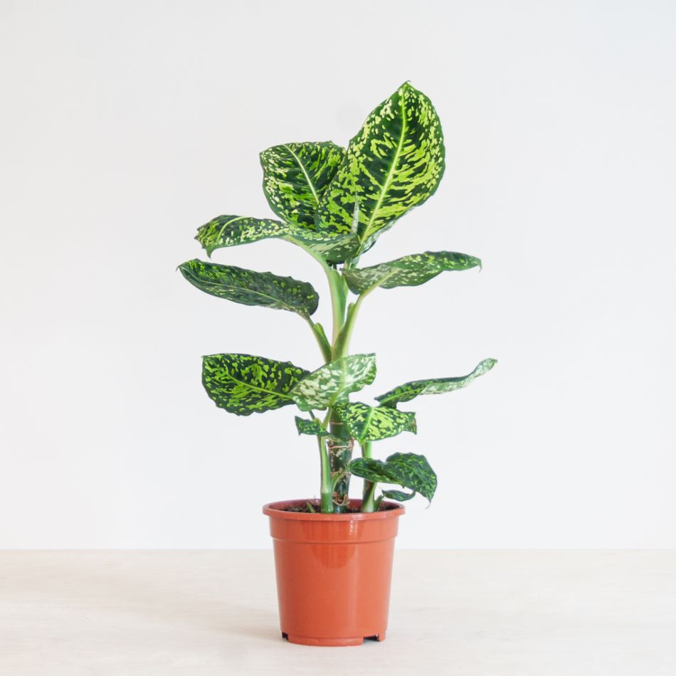 Dieffenbachia Reflector (Camouflage plant) - P 17 cm