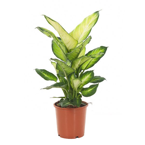 dieffenbachia summer style