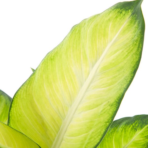 dieffenbachia summer style blad