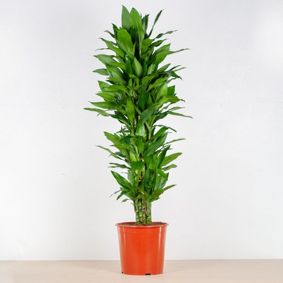 Dracaena Janet Lind straight