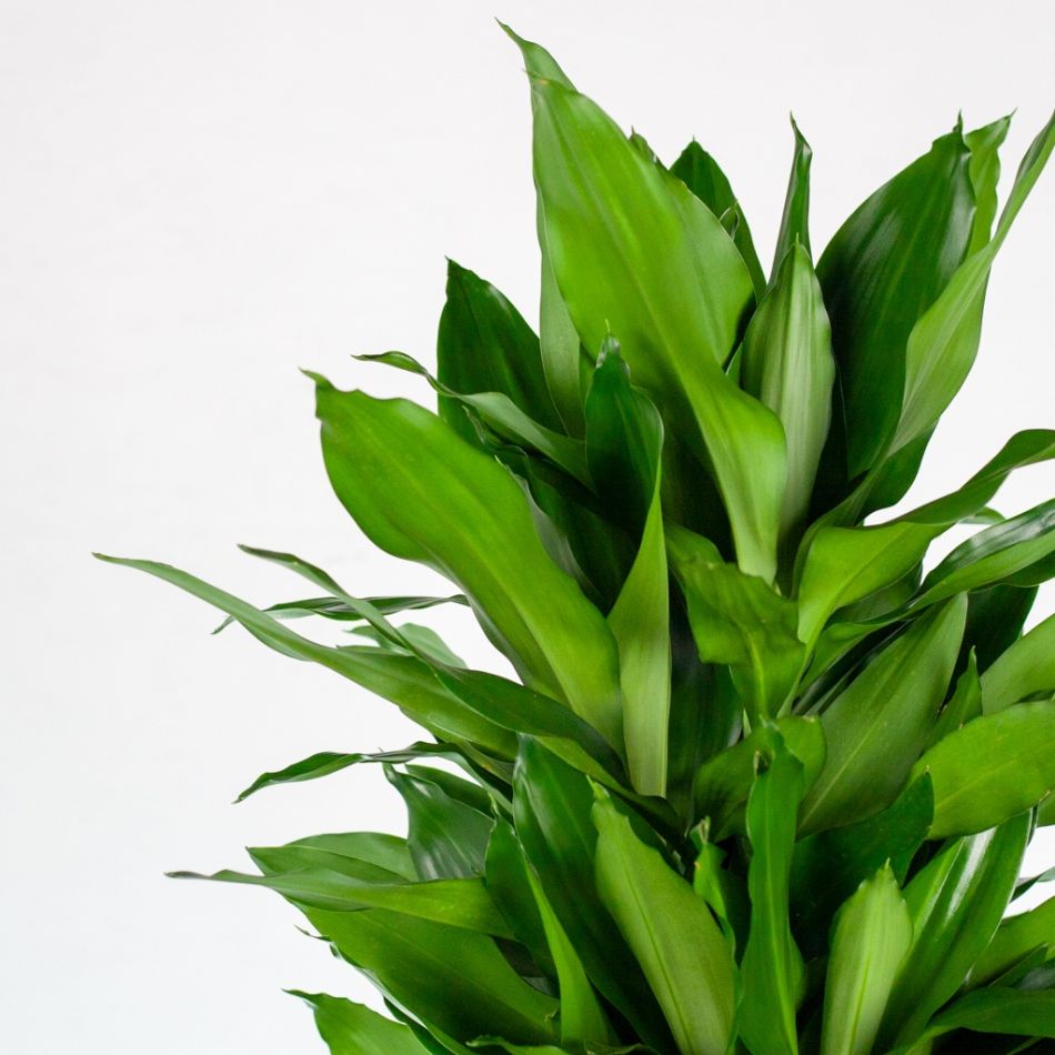 Dracaena janet lind closeup