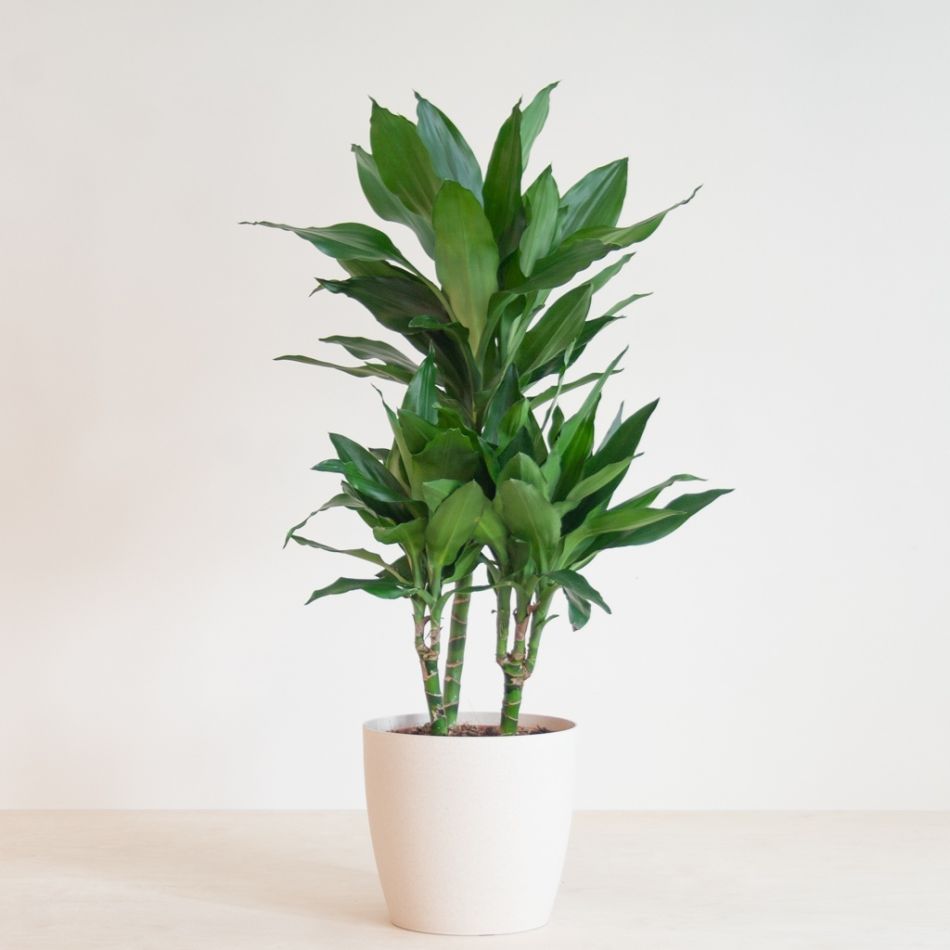 Dracaena-Janet-Lind-p21-1