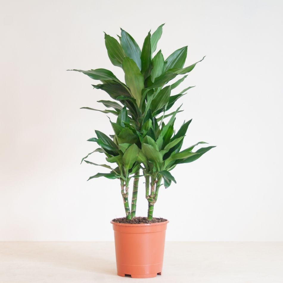 Dracaena-Janet-Lind-p21-2