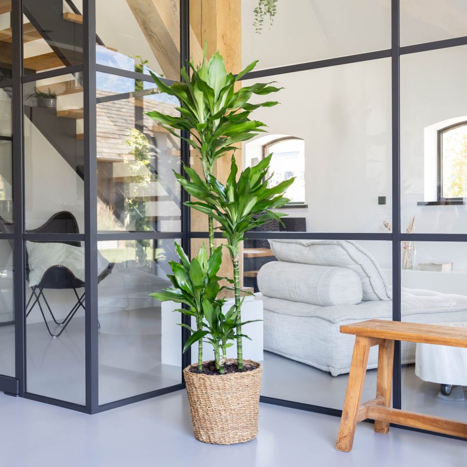 Dracaena-Janet-Lind-p27-2-scaled