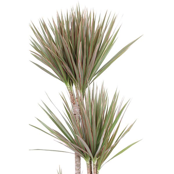 Dracaena Marginata Bicolor blad