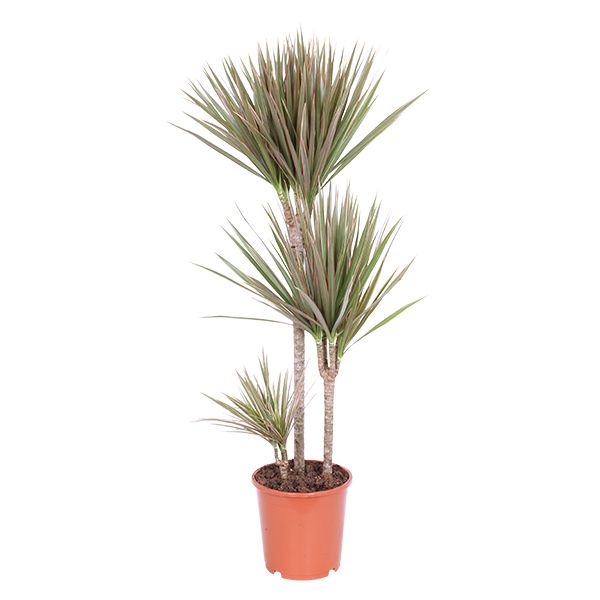 Dracaena Marginata Bicolor