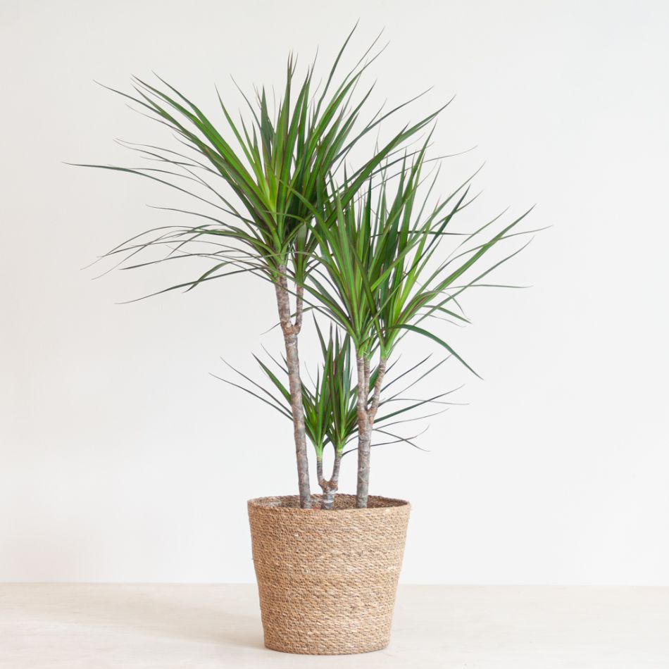 Dracaena Marginata - Drakenbloedboom - P21