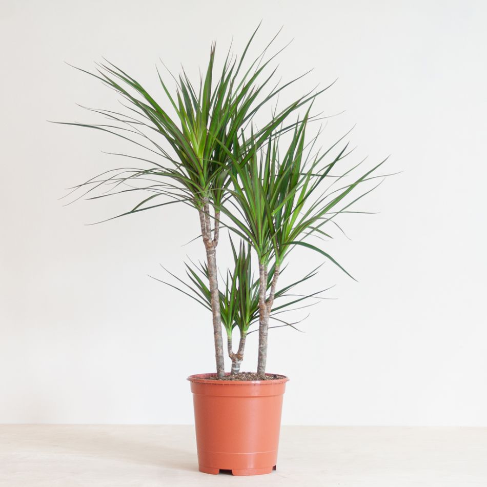 Dracaena Marginata - Drakenbloedboom - P21
